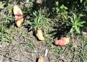 “Homicidio doloso por caso menores envenenados por pan en Chiapas”: CEDH