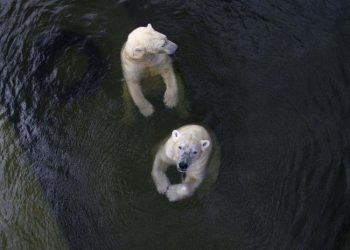 Población de osos polares se reduce
