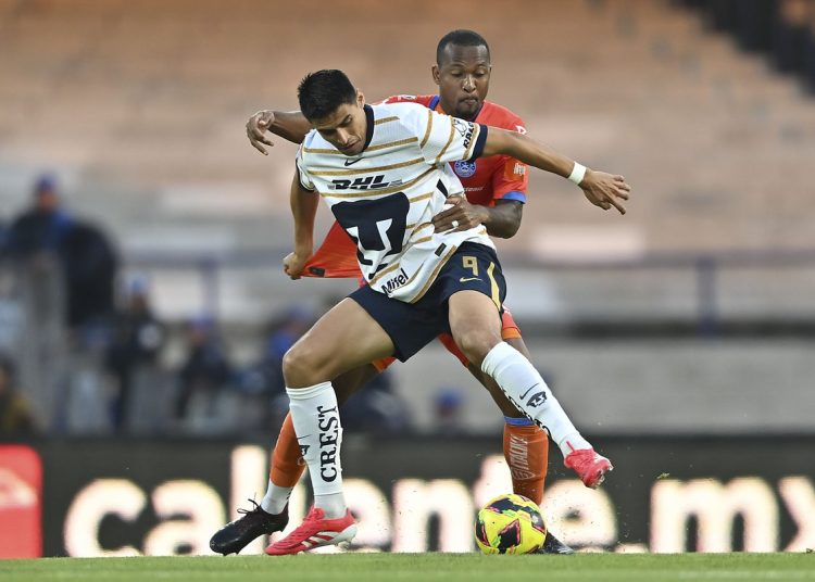 pumas