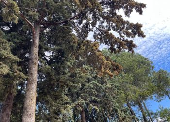 Propone Delfina Gómez endurecer penas por tala clandestina en el Edomex