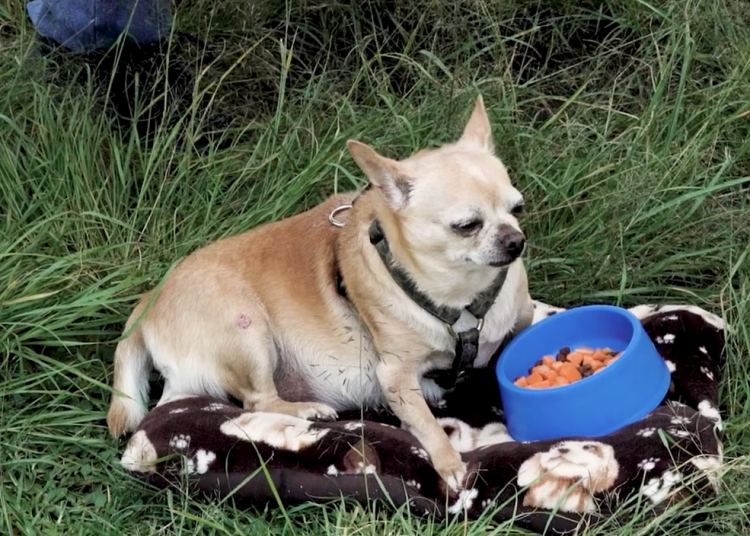 Perro mayor