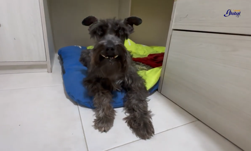 perro mayor