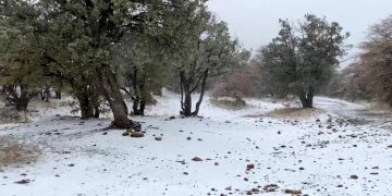 Reportan nevadas en sierra de Sonora