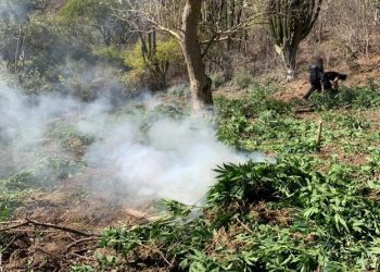Localizan y destruyen cinco plantíos de marihuana en sierra de Sonora