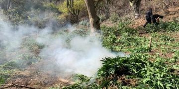 Localizan y destruyen cinco plantíos de marihuana en sierra de Sonora