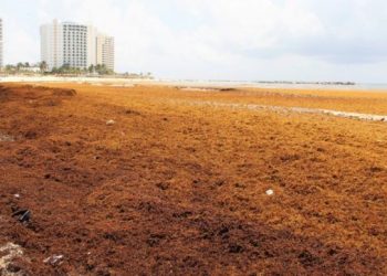 Presencia de sargazo afecta a playas en Quintana Roo