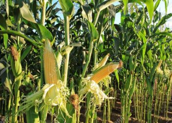 “México y Estados Unidos somos complementarios y aranceles agropecuarios nos dañarían”: Esteve Recolons