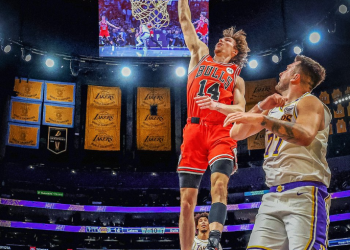 bulls