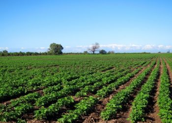 Cultivos con baja demanda de agua opción para Sonora