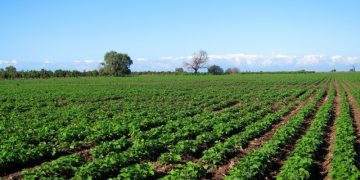 Cultivos con baja demanda de agua opción para Sonora