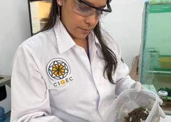 Investigadora desarrolla un estudio para degradar unicel con insectos