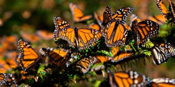 Ma mariposa Monarca