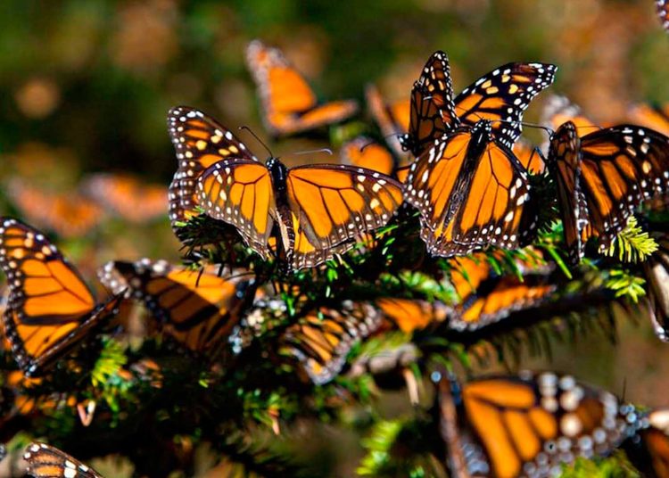 Ma mariposa Monarca