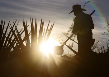 La industria del tequila define estrategias para afrontar aranceles de Trump