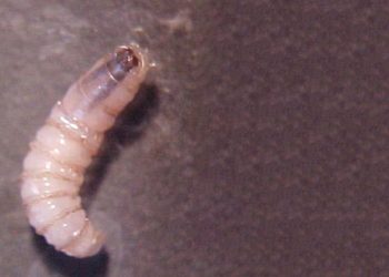 ¿Cómo ataca el gusano barrenador?