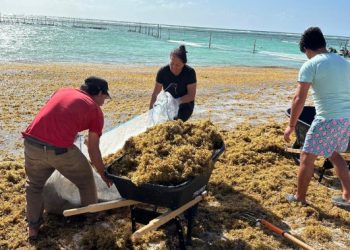La presencia del sargazo en Mahahual afecta la afluencia turística