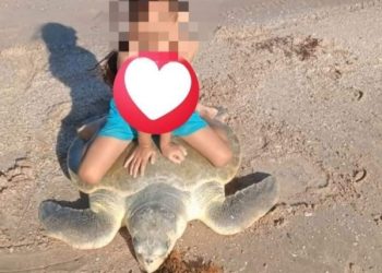 Investiga Profepa a mujer que “montó” a una niña en una tortuga marina en Tamaulipas