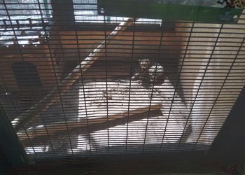 Zoológico de Culiacán en el abandono