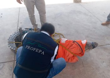 En Tamaulipas, capturan a un enorme cocodrilo cerca de una playa llena de turistas