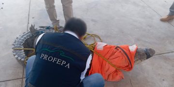 En Tamaulipas, capturan a un enorme cocodrilo cerca de una playa llena de turistas