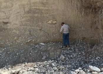 Tamaulipas: Huesos hallados son de megafauna