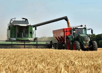 Inicia cosecha de trigo en el sur de Sonora