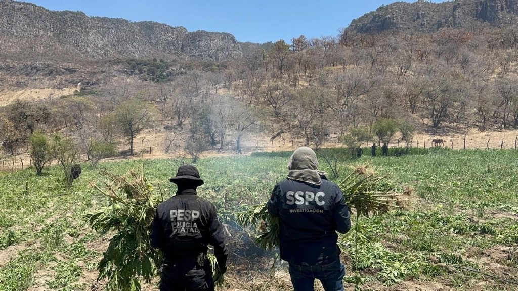 Localizan plantío de marihuana en Sonora