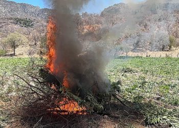 Localizan plantío de marihuana en Sonora