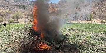 Localizan plantío de marihuana en Sonora