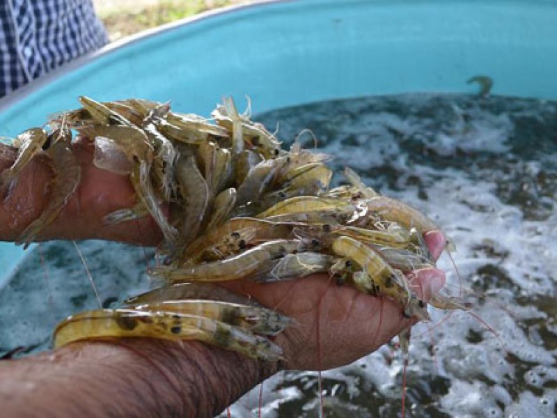 Sonora alcanza producción récord de camarón de cultivo