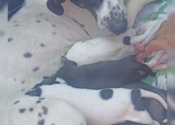 Exigen justicia para Cuchufleta, perrita asesinada