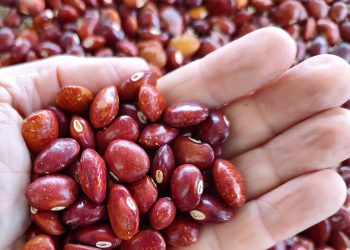 Gobierno de México incrementará producción de frijol para lograr autosuficiencia alimentaria