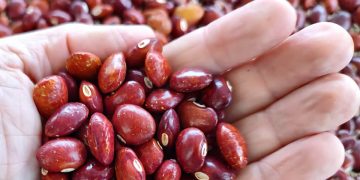 Gobierno de México incrementará producción de frijol para lograr autosuficiencia alimentaria