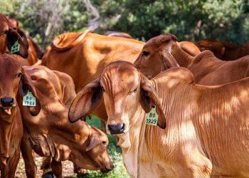 México responde a Estados Unidos que no se “subordina” tras alerta por gusano barrenador en ganado