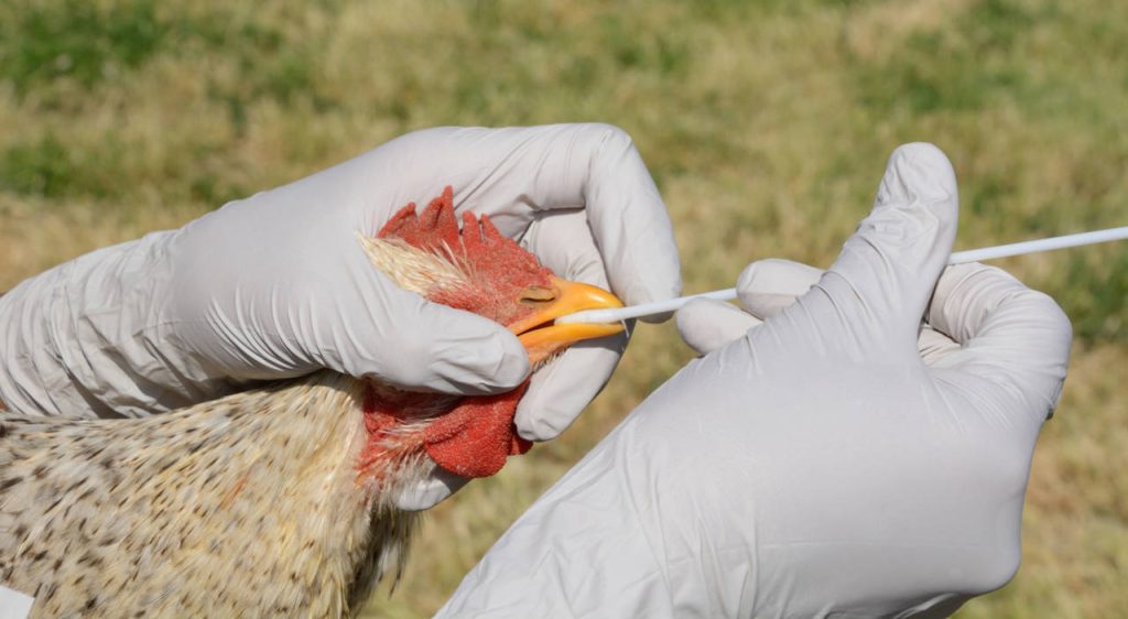 Se registran un caso de gripe aviar en humanos