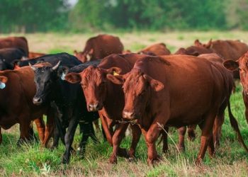 México aborda satisfactoriamente medidas de Estados Unidos contra gusano barrenador