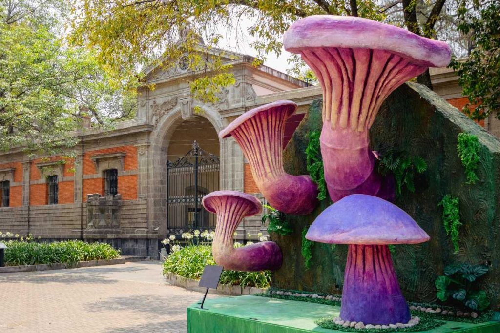 Conoce los hongos gigantes de Chapultepec
