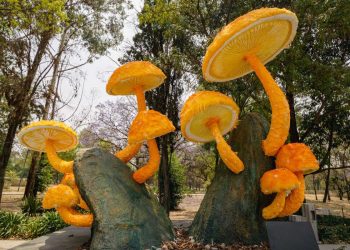 Conoce los hongos gigantes de Chapultepec