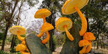 Conoce los hongos gigantes de Chapultepec