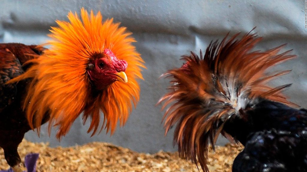 Prohibidas las peleas de animales