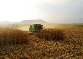 Sinaloa deja de ser “el granero de México”