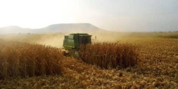 Sinaloa deja de ser “el granero de México”