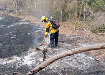 Tamaulipas: Incendios forestales afectan más de 6 mil hectáreas