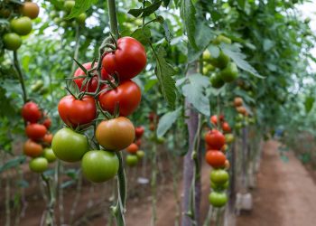 Inicia defensa del tomate mexicano ante intención de aranceles