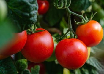 Sonora: Productores de tomate ven daño incalculable por aranceles
