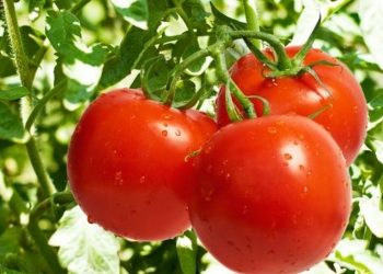 Estados Unidos impondrá aranceles a tomates mexicanos