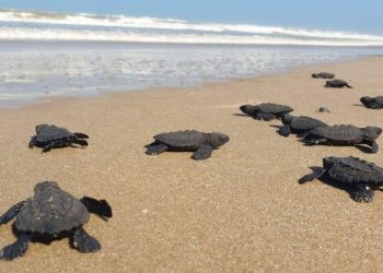 Protegen huevos de tortuga marina en playas de Tamaulipas