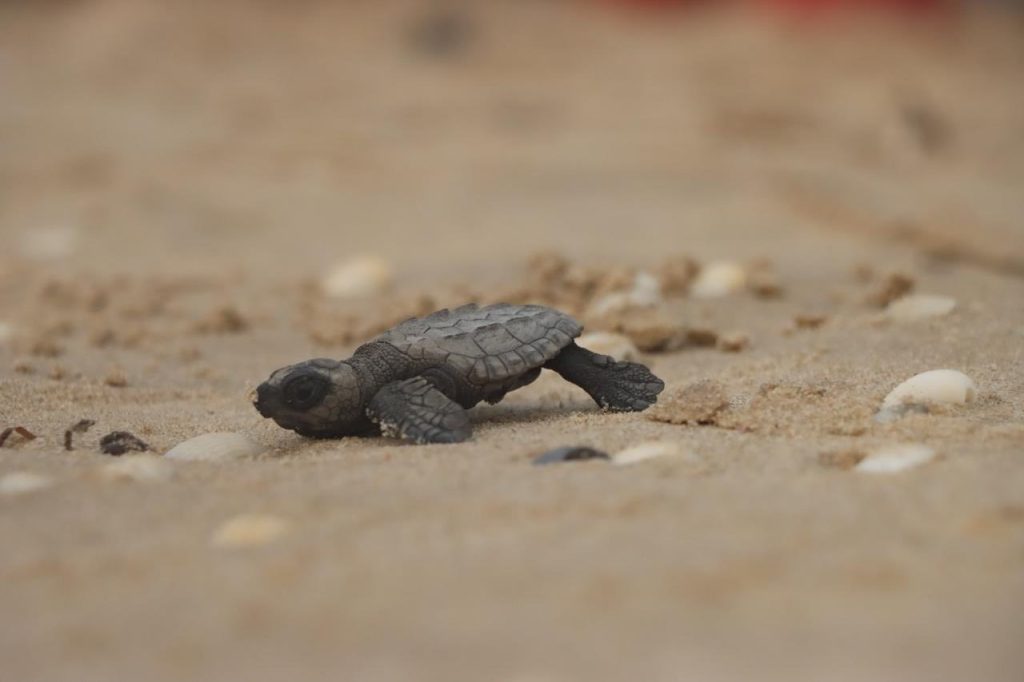 Protegen huevos de tortuga marina en playas de Tamaulipas