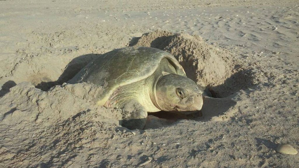 Protegen huevos de tortuga marina en playas de Tamaulipas