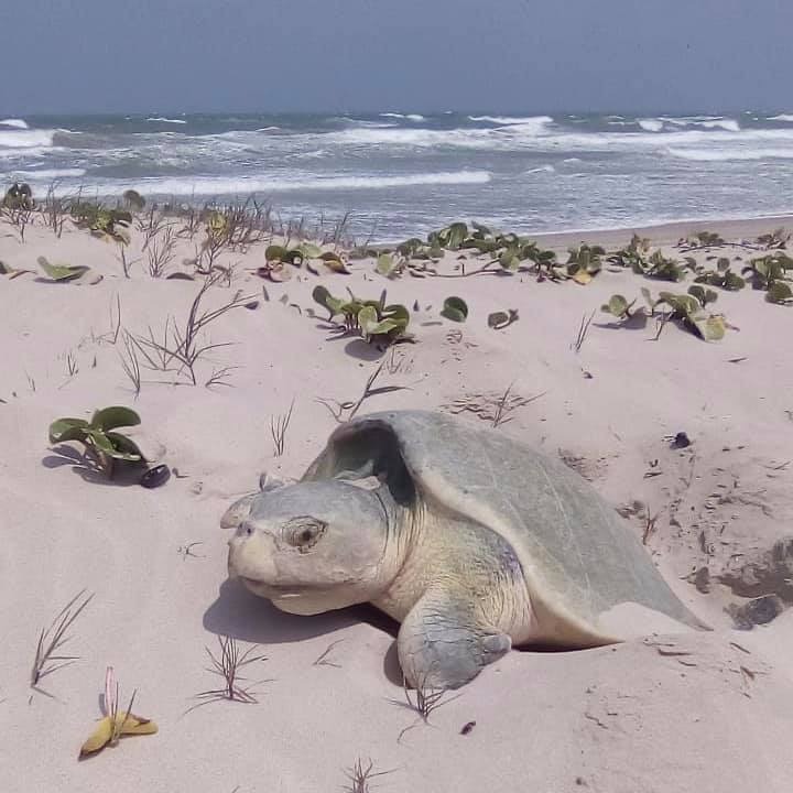 Protegen huevos de tortuga marina en playas de Tamaulipas